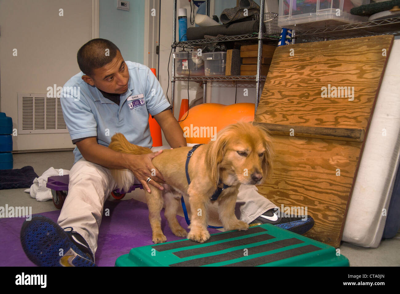 A Hispanic veterinary technician massages a dog's hindquarters as therapy to aid recovery from a back injury at animal hospital Stock Photo - Alamy A Hispanic veterinary technician massages a dog's hindquarters as therapy to aid recovery from a back injury at animal hospital Stock Photo - Alamy