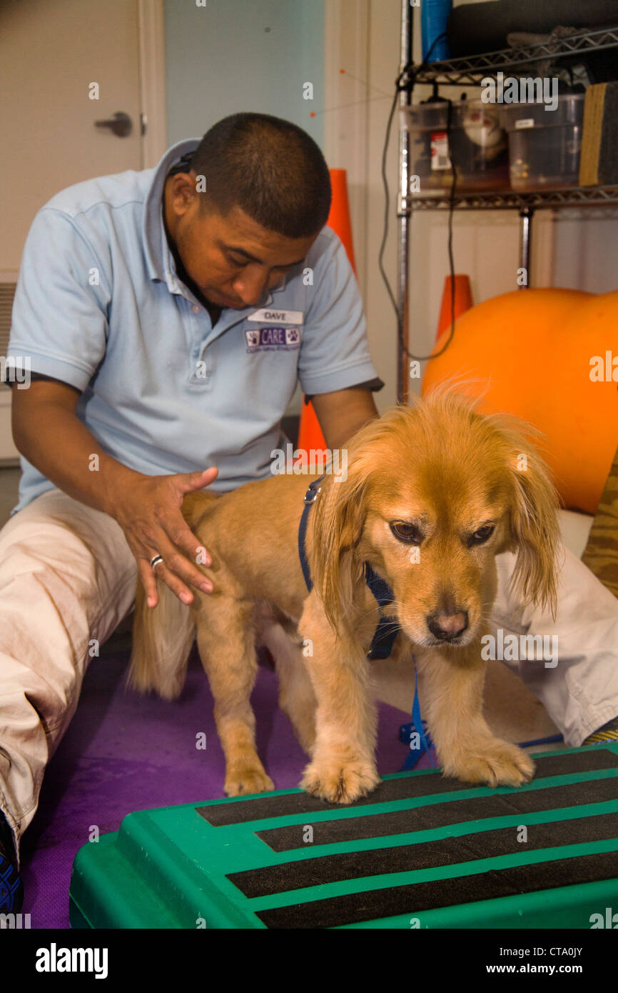 A Hispanic veterinary technician massages a dog's hindquarters as therapy to aid recovery from a back injury at animal hospital Stock Photo - Alamy A Hispanic veterinary technician massages a dog's hindquarters as therapy to aid recovery from a back injury at animal hospital Stock Photo - Alamy