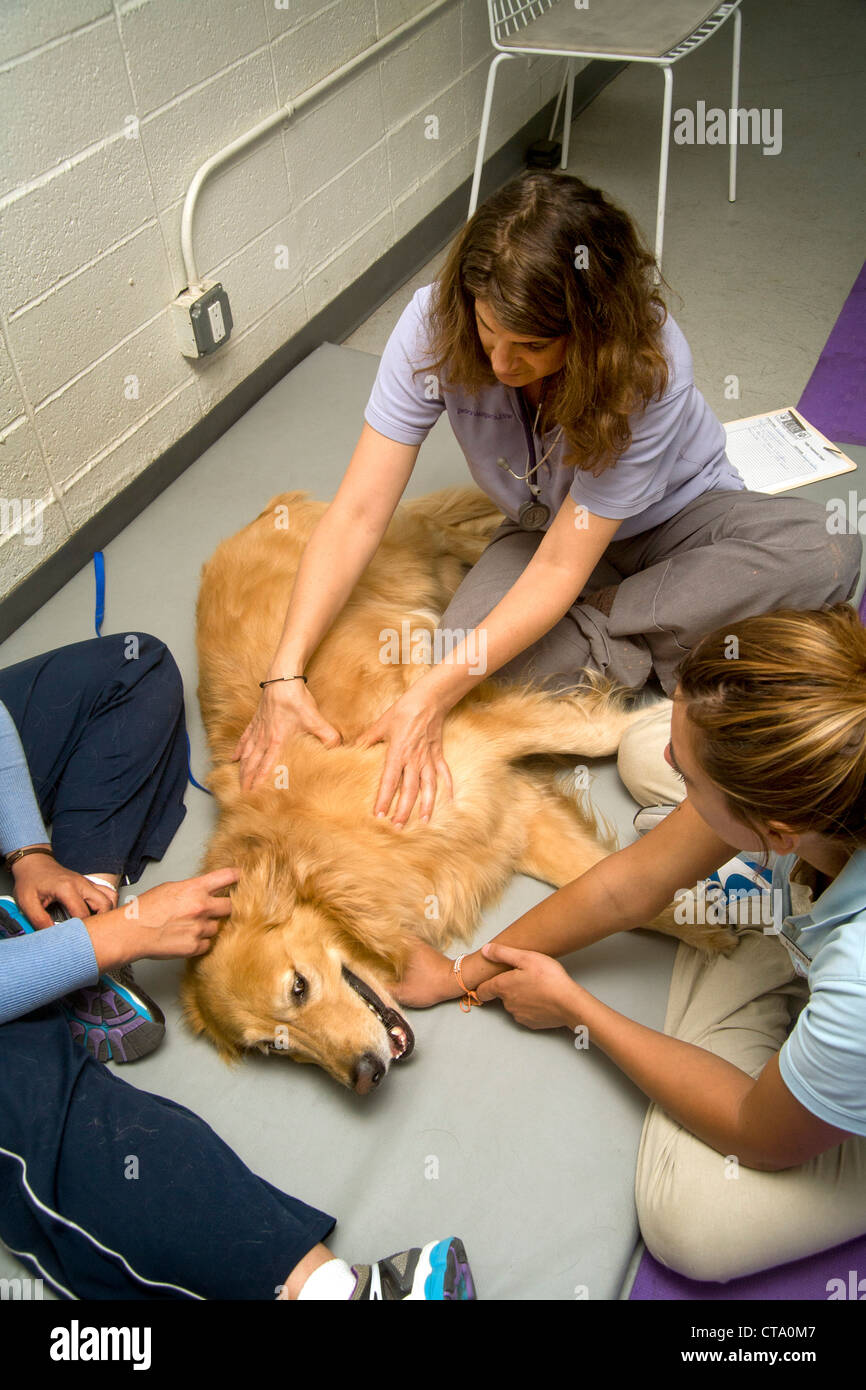 A veterinarian evaluates the physical condition of a dog before treatment at an animal hospital in Santa Monica, CA. Stock Photo