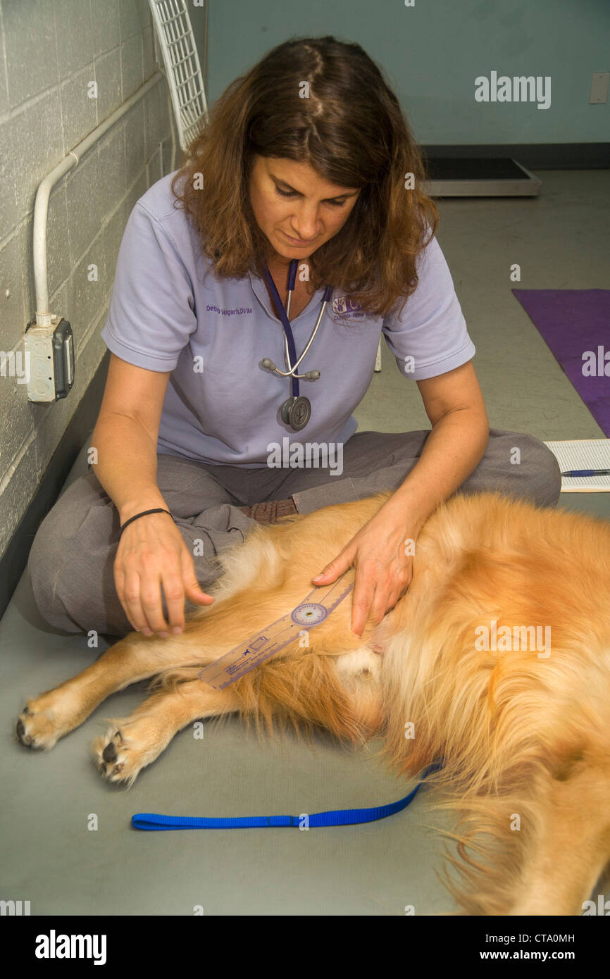 A veterinarian uses a goniometer to check the angle of a dog's joint movement as she evaluates the dog's condition. Stock Photo