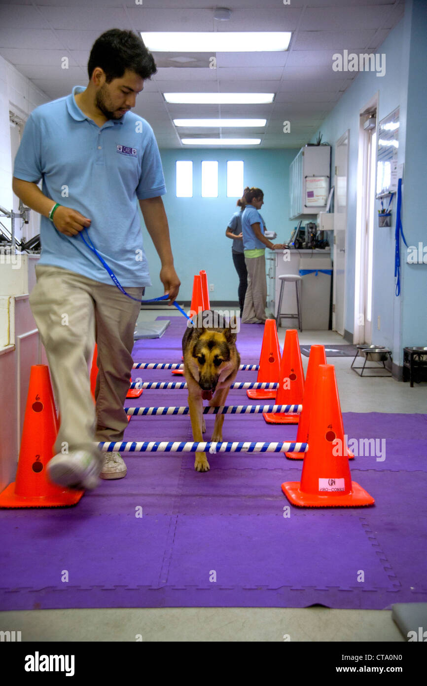 A veterinary technician leads a dog over cavaletti poles at an animal