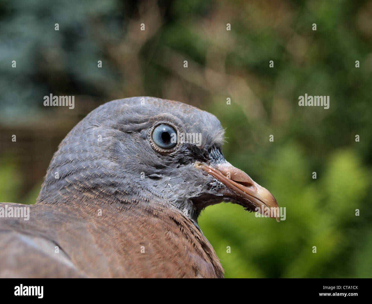 Juvenile Wood Pigeon Stock Photo Alamy