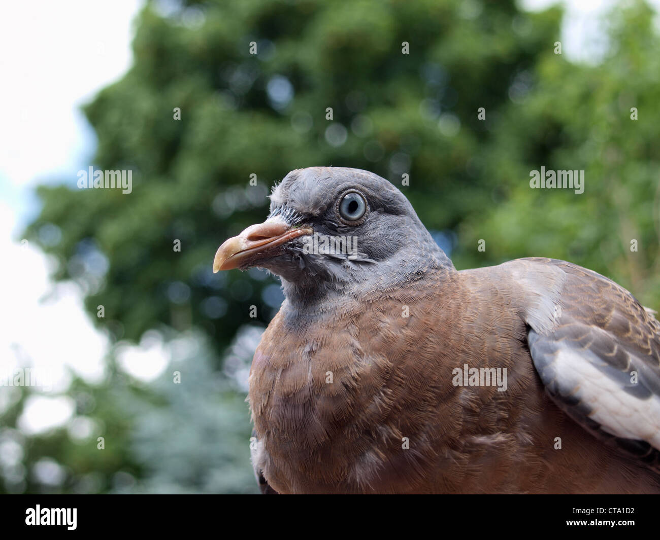 Juvenile Wood Pigeon Stock Photo Alamy