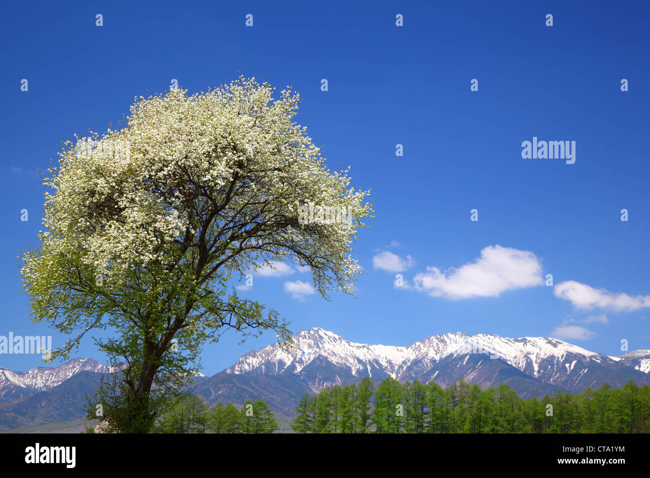 Tree of Malus Sieboldii and Mt. Yatsugatake, Nagano, Japan Stock Photo