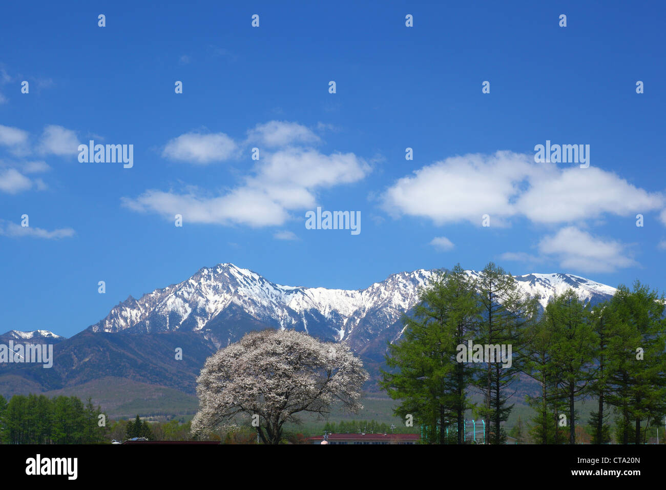 Tree of Malus Sieboldii and Mt. Yatsugatake, Nagano, Japan Stock Photo