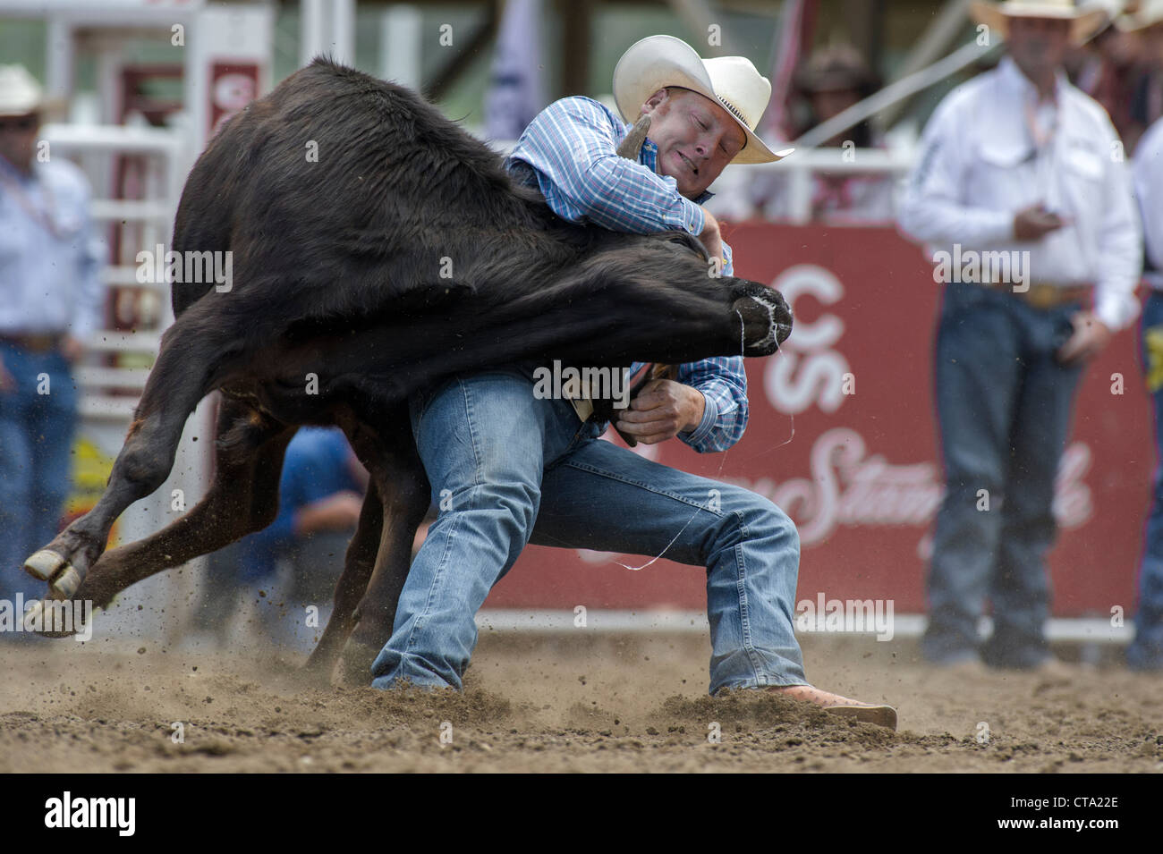 Steer wrestler at the Calgary Stampede Rodeo Stock Photo