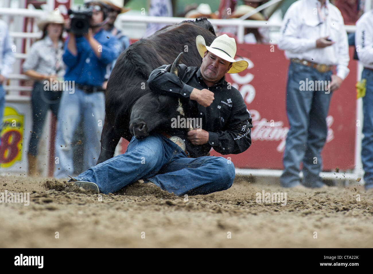 Steer wrestler at the Calgary Stampede Rodeo Stock Photo - Alamy