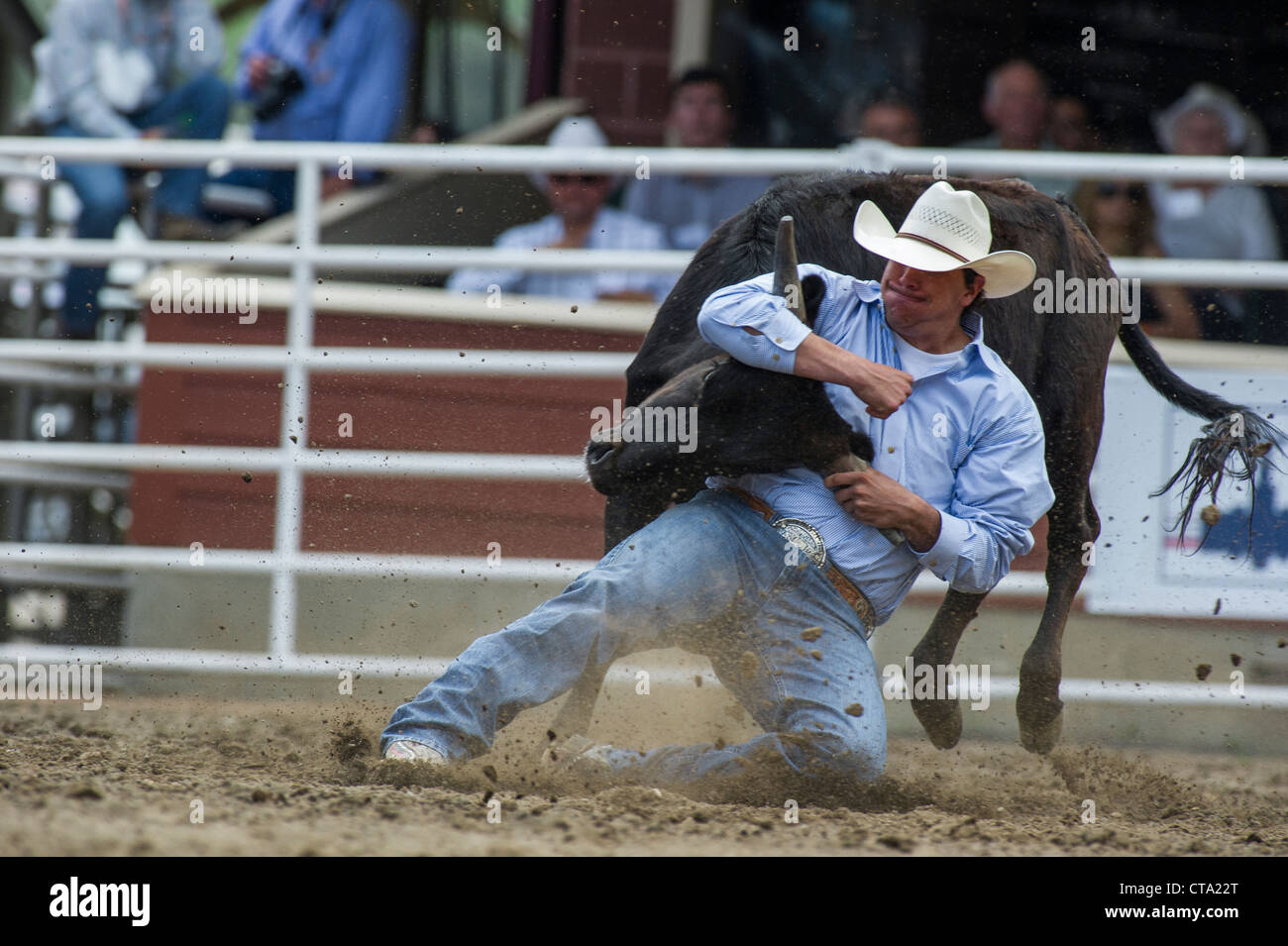 Steer wrestler at the Calgary Stampede Rodeo Stock Photo Alamy