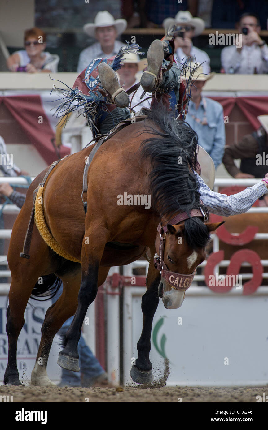 Bareback event at the Calgary Stampede Rodeo Stock Photo