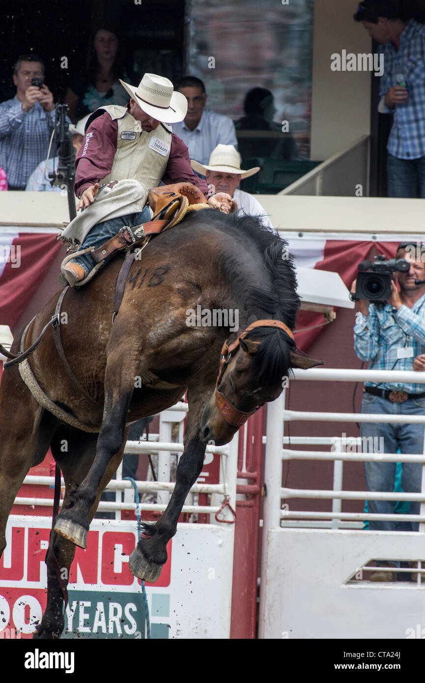 Saddle bronc event at the Calgary Stampede Rodeo Stock Photo
