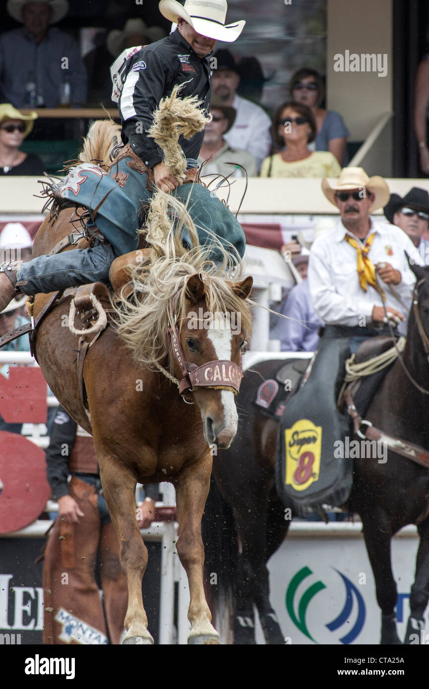 Saddle bronc event at the Calgary Stampede Rodeo Stock Photo