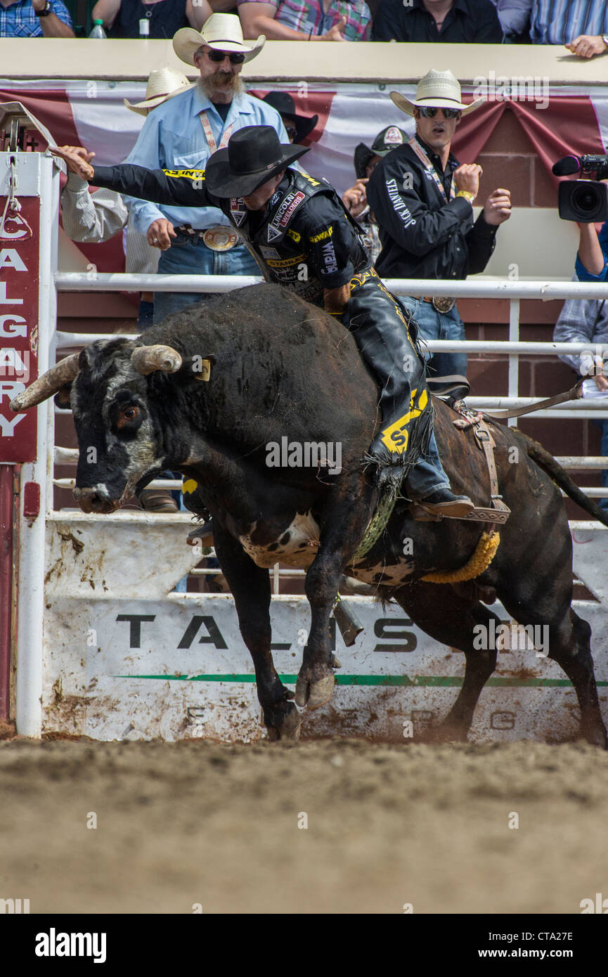 Bull riding event at the Calgary Stampede Rodeo Stock Photo Alamy