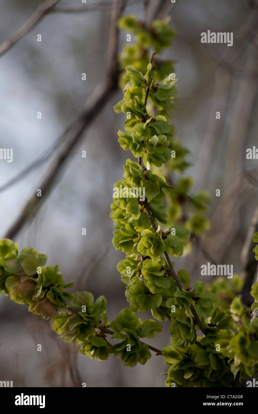 Elm tree seeds hires stock photography and images Alamy