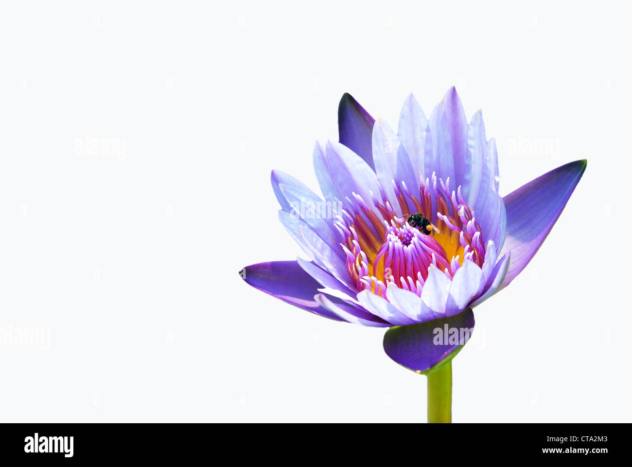 Pink water lily flower (lotus) and white background. The lotus flower