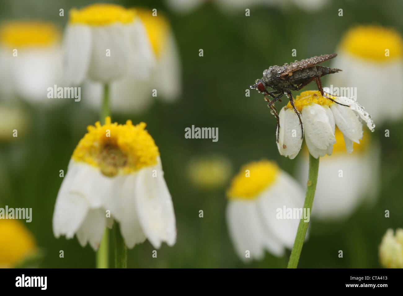 Mosquito on a common chamomile (Anthemis cotula) Stock Photo