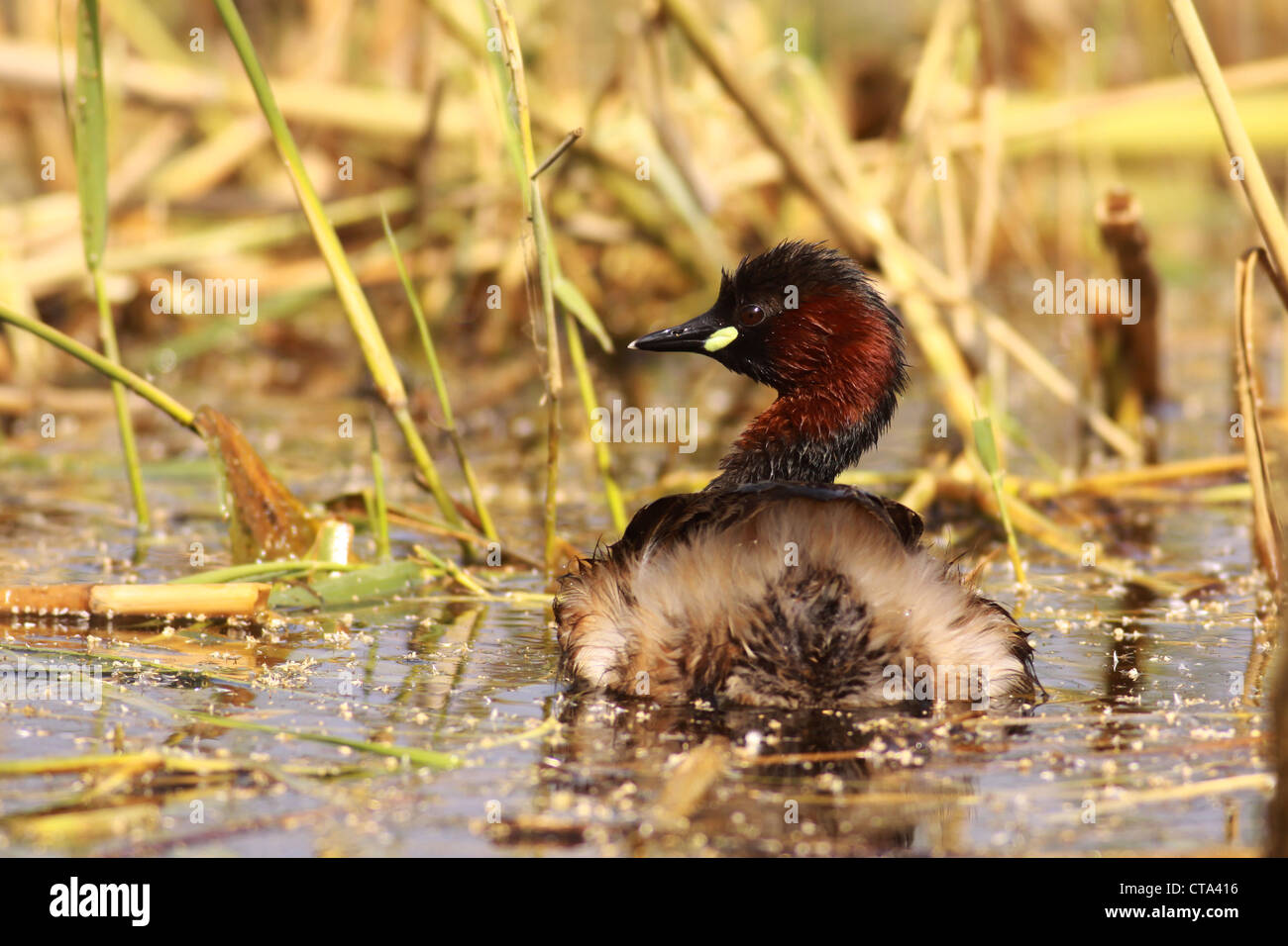 Little Grebe (Tachybaptus ruficollis) in a pond, Photographed in Israel in April Stock Photo