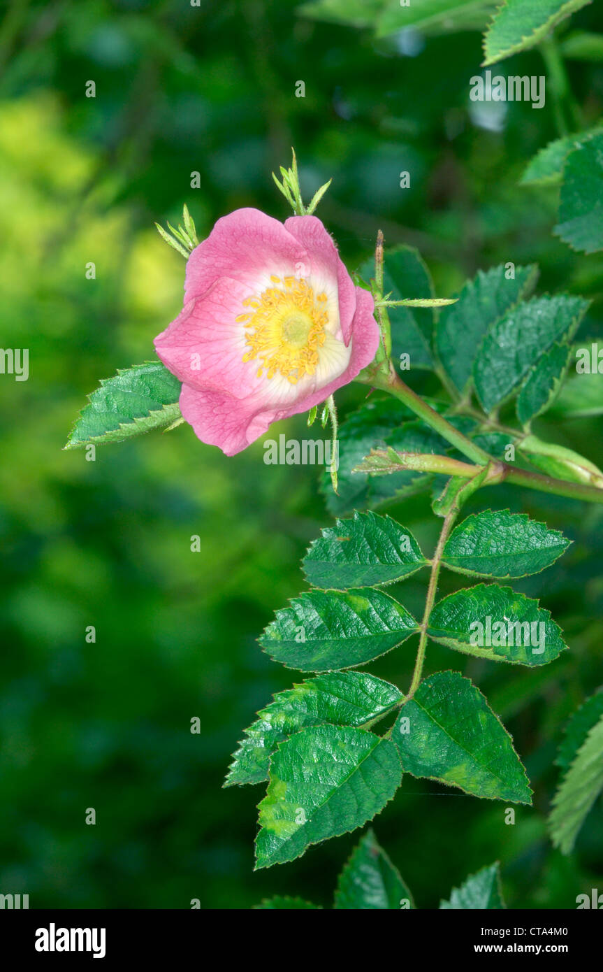 SWEET-BRIAR Rosa rubiginosa (Rosaceae Stock Photo - Alamy