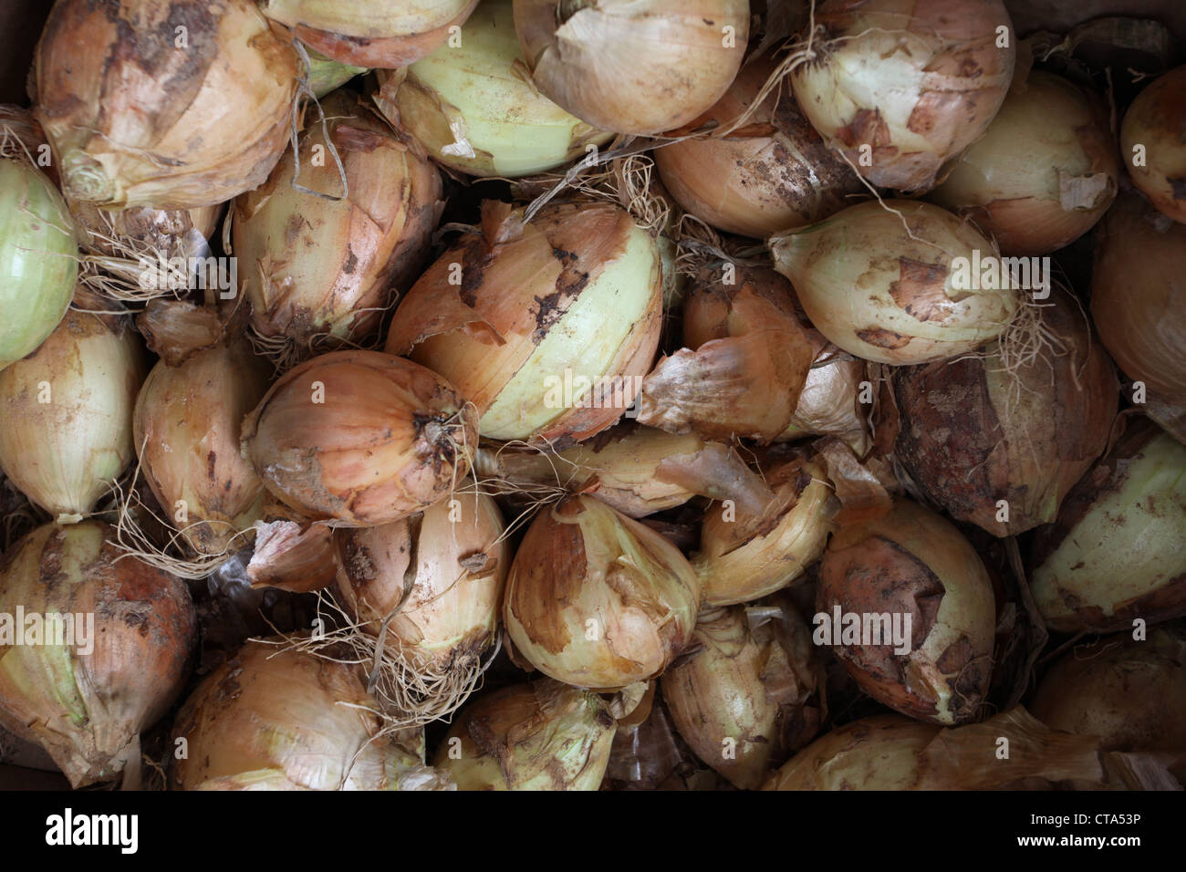 fresh onions Stock Photo