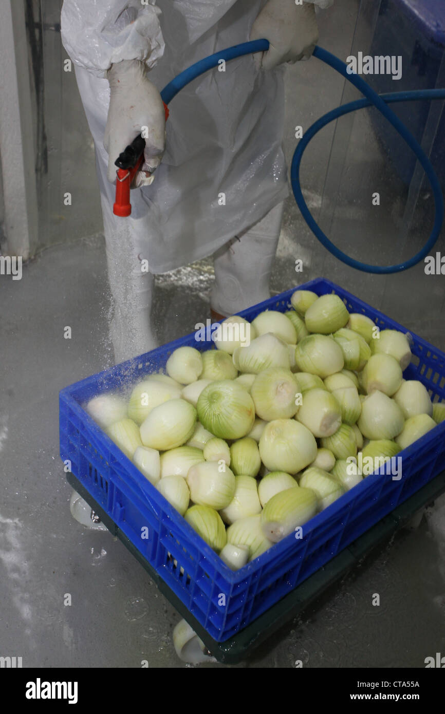 Clean Onions Vegetable wash hi-res stock photography and images - Alamy