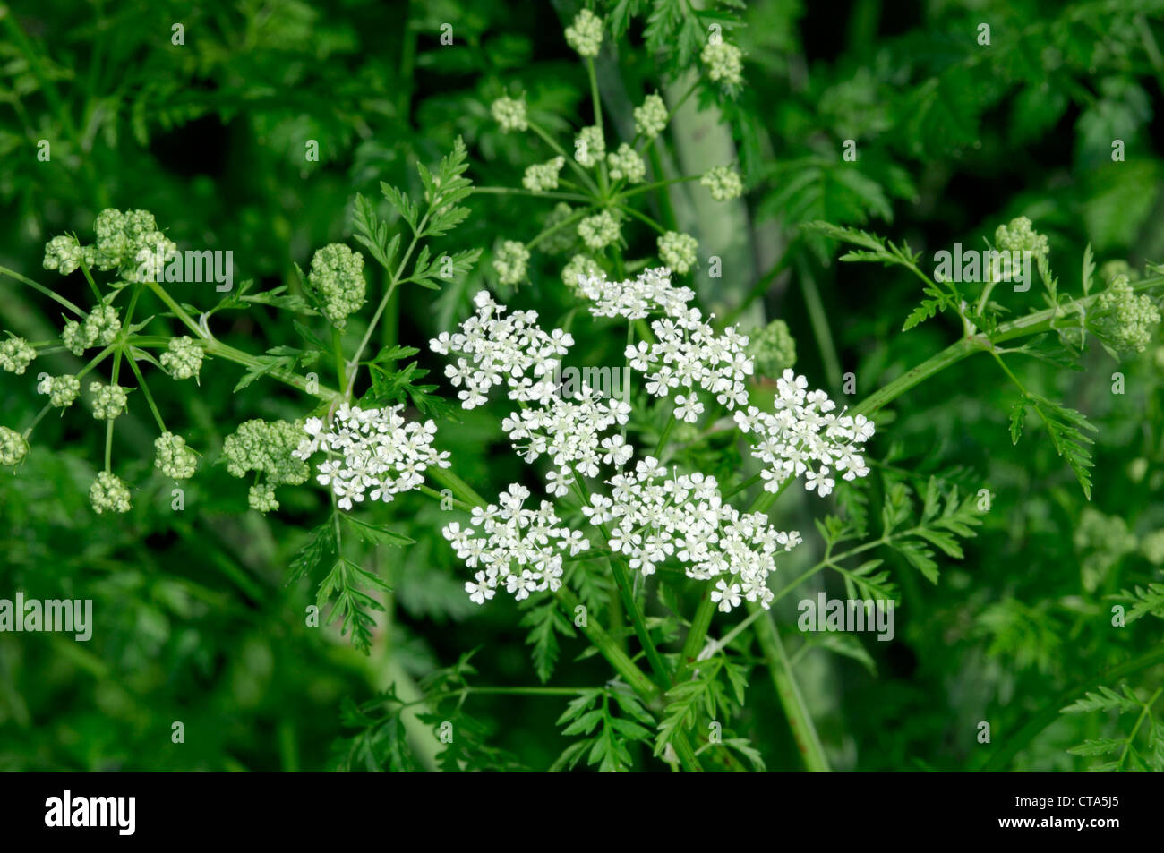 HEMLOCK Conium maculatum (Apiaceae) Stock Photo