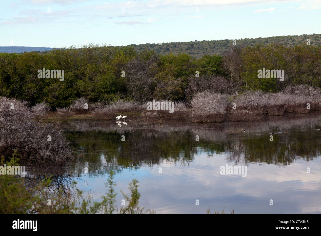 Tranquil lake in private game reserce, with African Spoonbills reflected in the water, Eastern Cape, South Africa Stock Photo