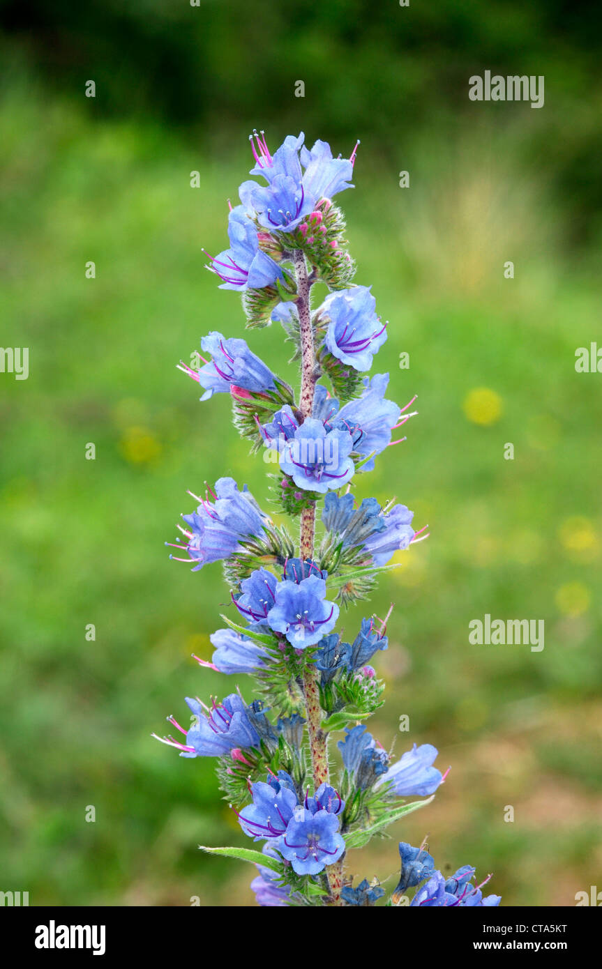 VIPER’S-BUGLOSS Echium vulgare (Boraginaceae) Stock Photo