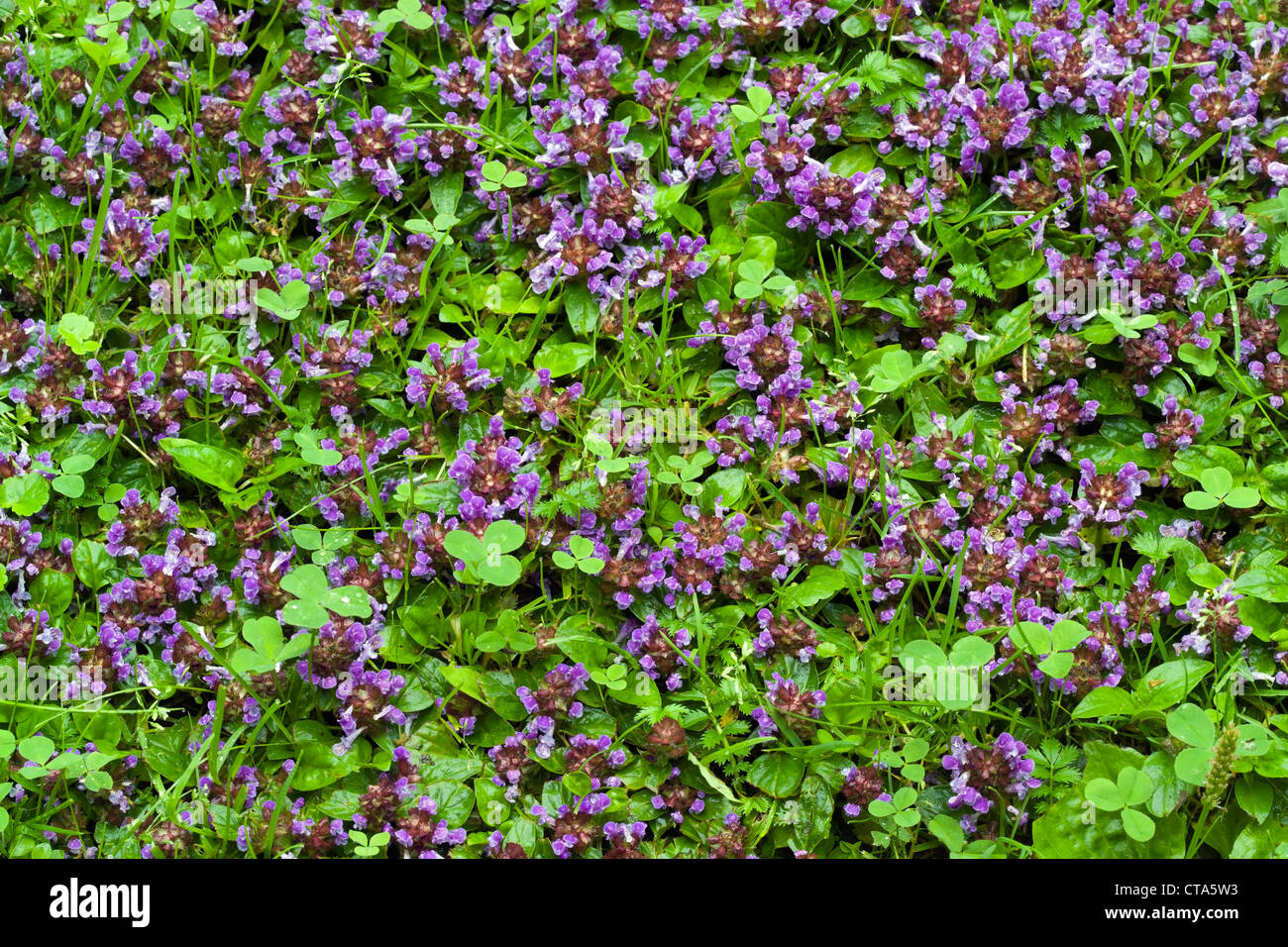 Common self-heal, Prunella vulgaris Stock Photo
