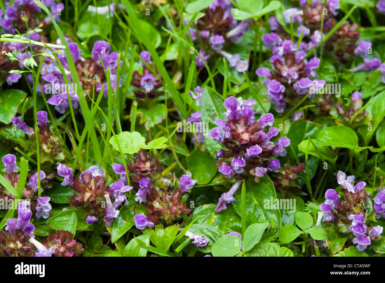 Common self-heal, Prunella vulgaris Stock Photo