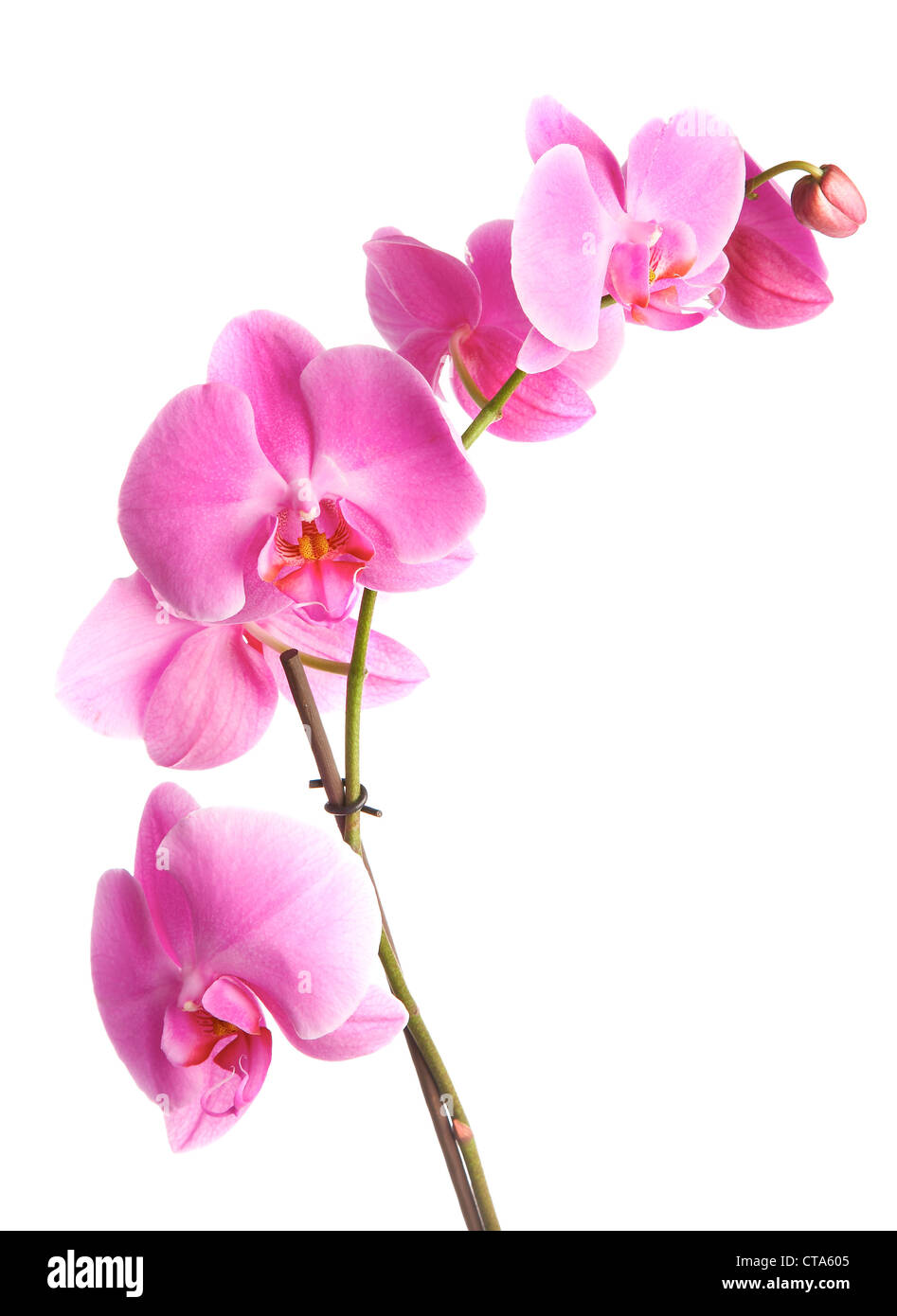 pink flowers orchid on a white background Stock Photo - Alamy