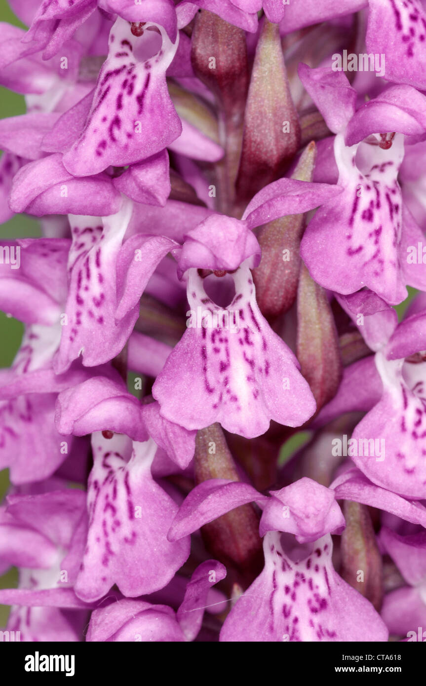 SOUTHERN MARSH-ORCHID Dactylorhiza praetermissa (Orchidaceae) Stock Photo