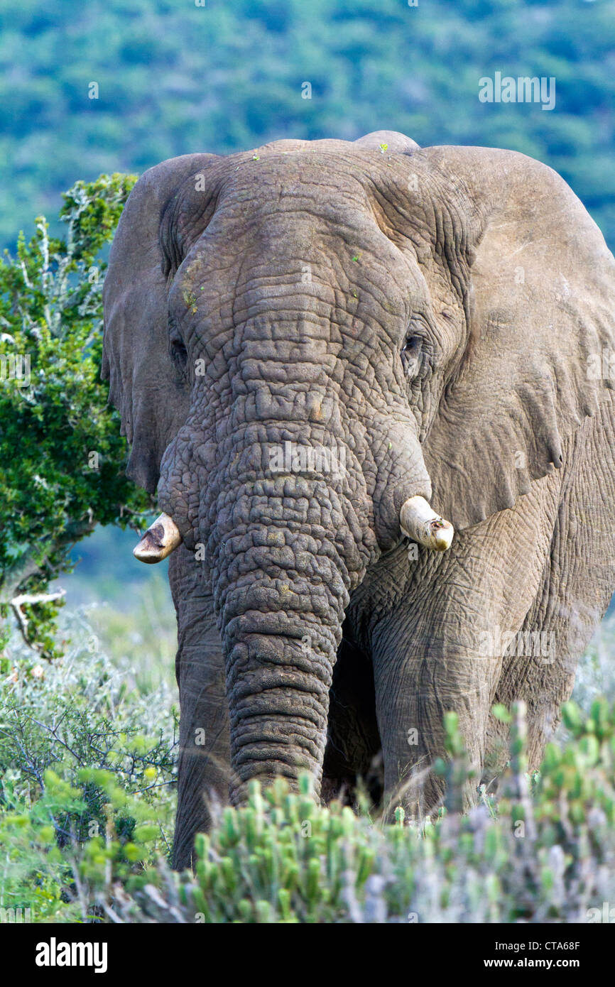 A broken tusk hi-res stock photography and images - Alamy