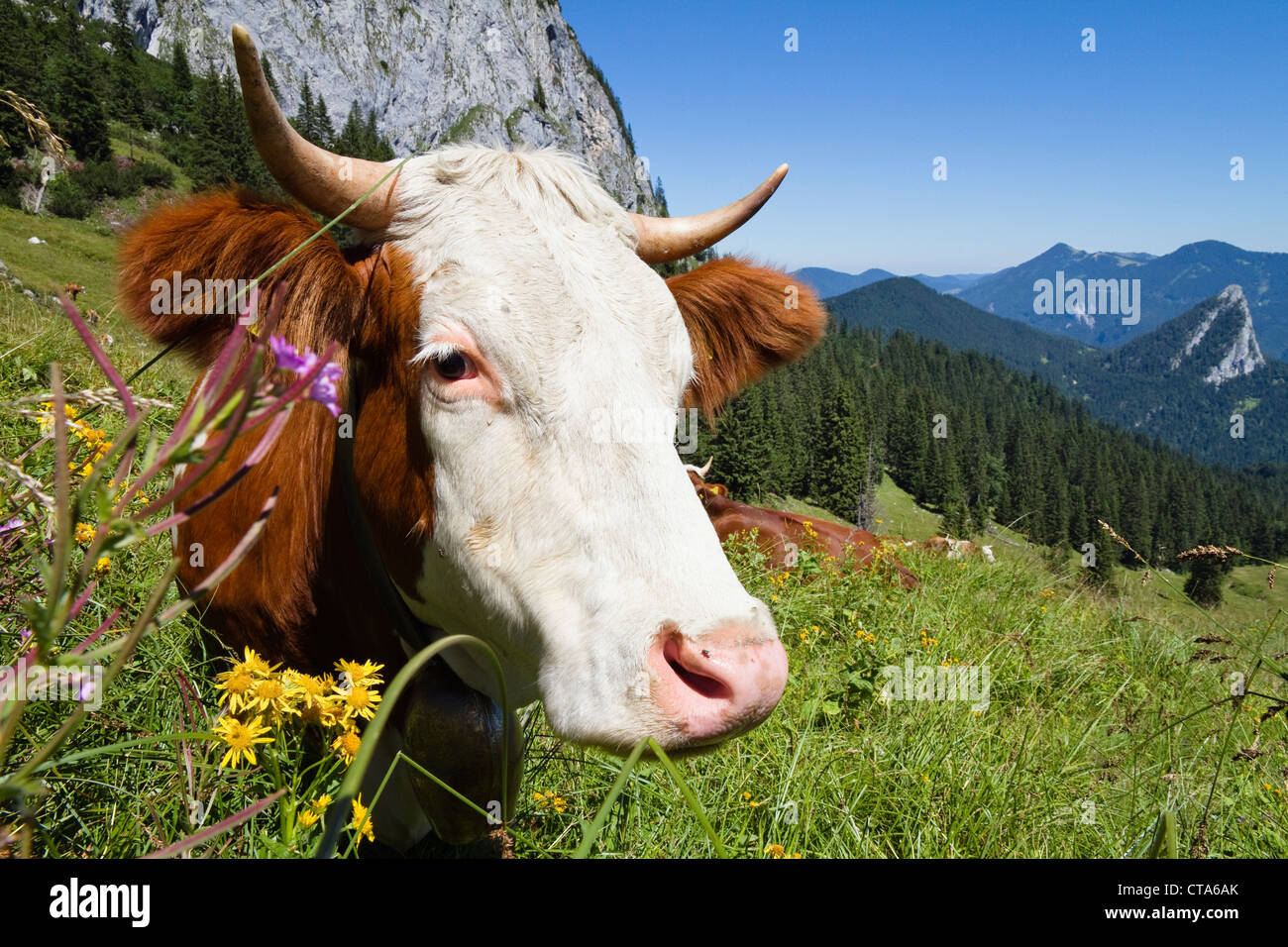 Cattle on an alpine pasture, Upper Bavaria, Germany Stock Photo