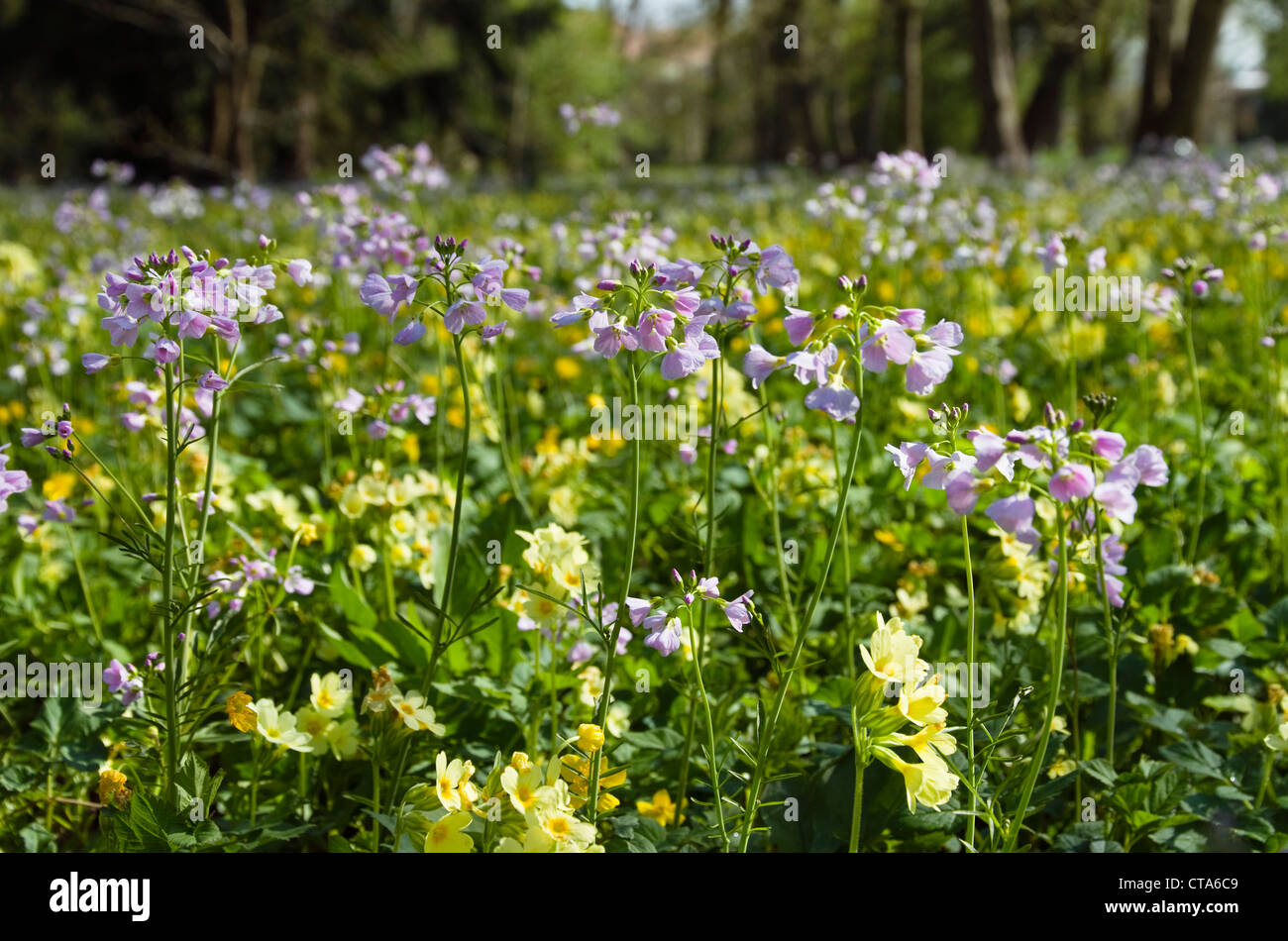 Flower meadow with lady's smock (Cardamine pratensis) and oxlips (Primula elatior), Upper Bavaria, Germany Stock Photo