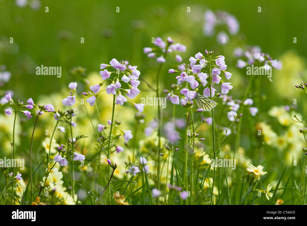Flower meadow with lady's smock (Cardamine pratensis) and oxlips (Primula elatior), Upper Bavaria, Germany Stock Photo
