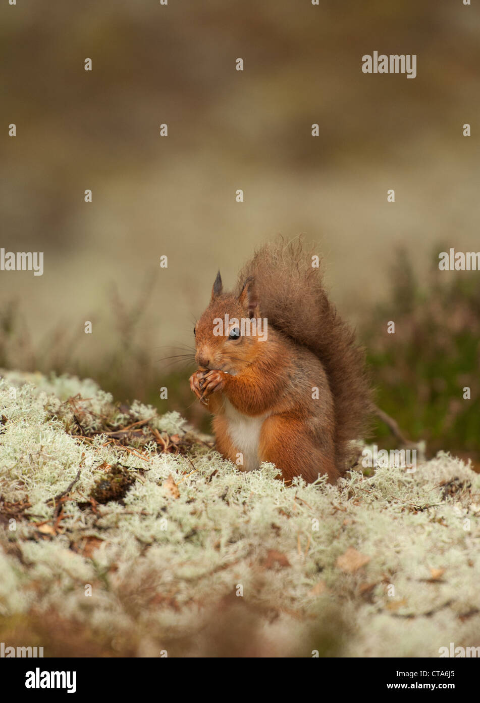 Red Squirrel sitting on tree stump amongst Autumn colored foliage Stock Photo