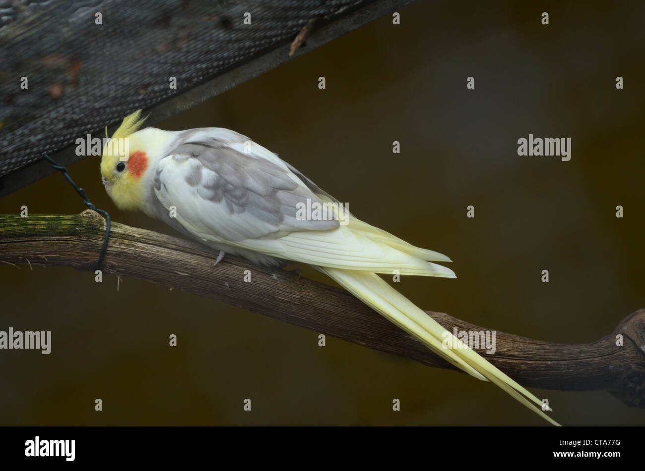 Birds in Captivity Stock Photo Alamy