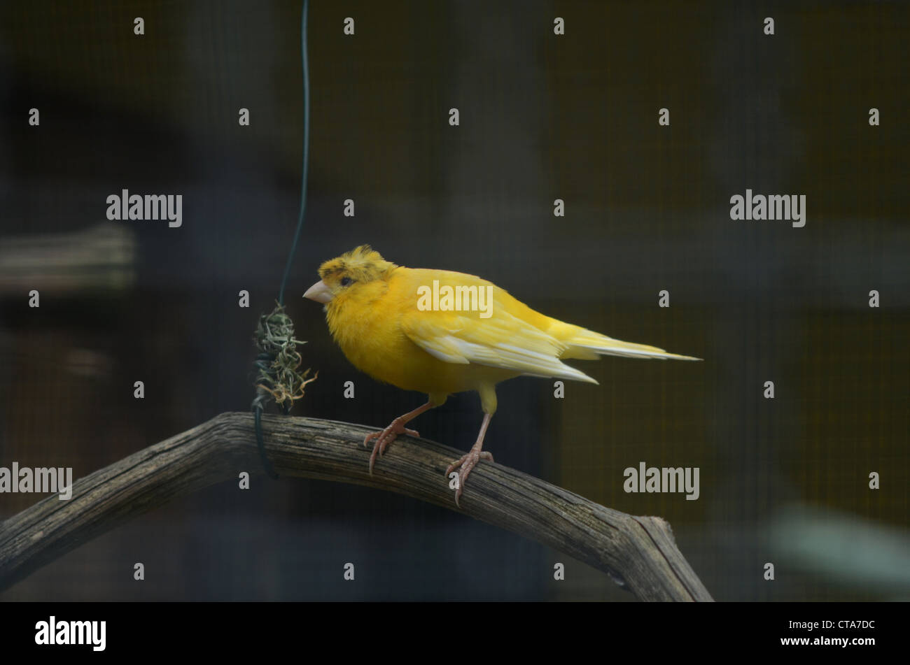 Birds in Captivity Stock Photo Alamy