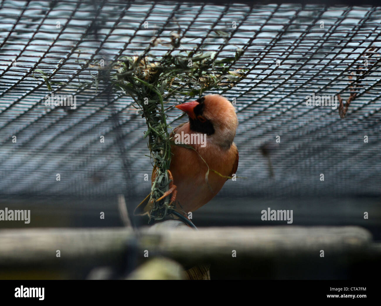 Birds in Captivity Stock Photo Alamy