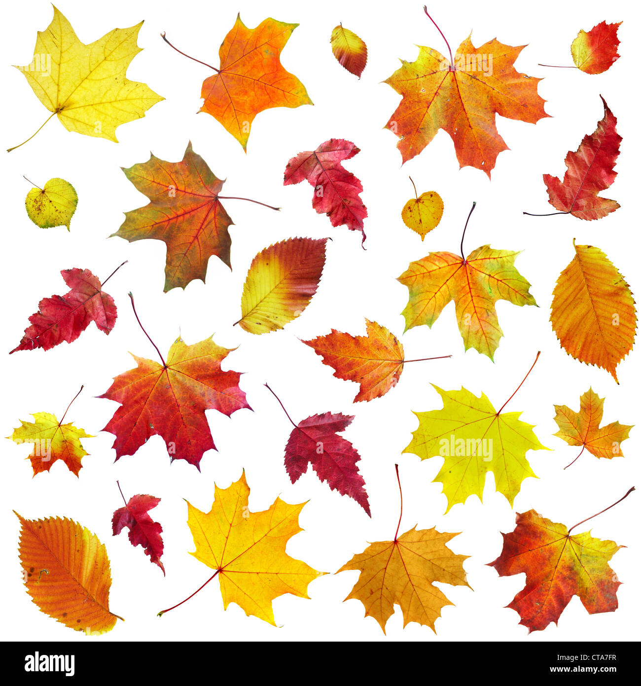 Autumn leaves on a white background Stock Photo Alamy