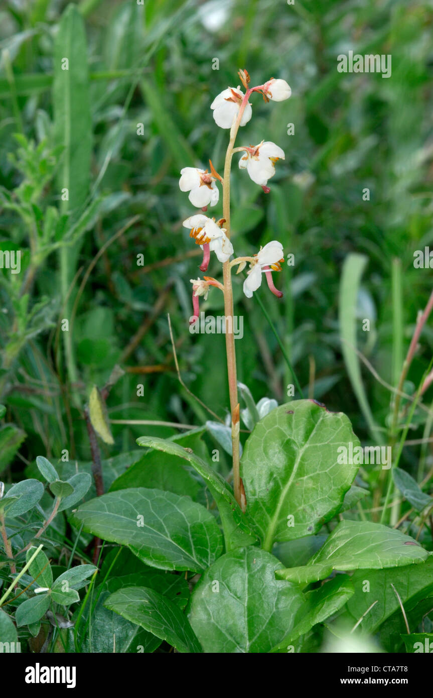 ROUND-LEAVED WINTERGREEN Pyrola rotundifolia (Pyrolaceae) Stock Photo