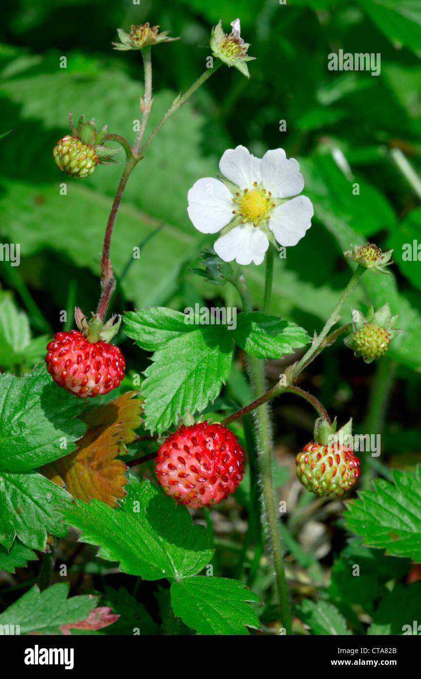 WILD STRAWBERRY Fragaria vesca (Rosaceae Stock Photo - Alamy