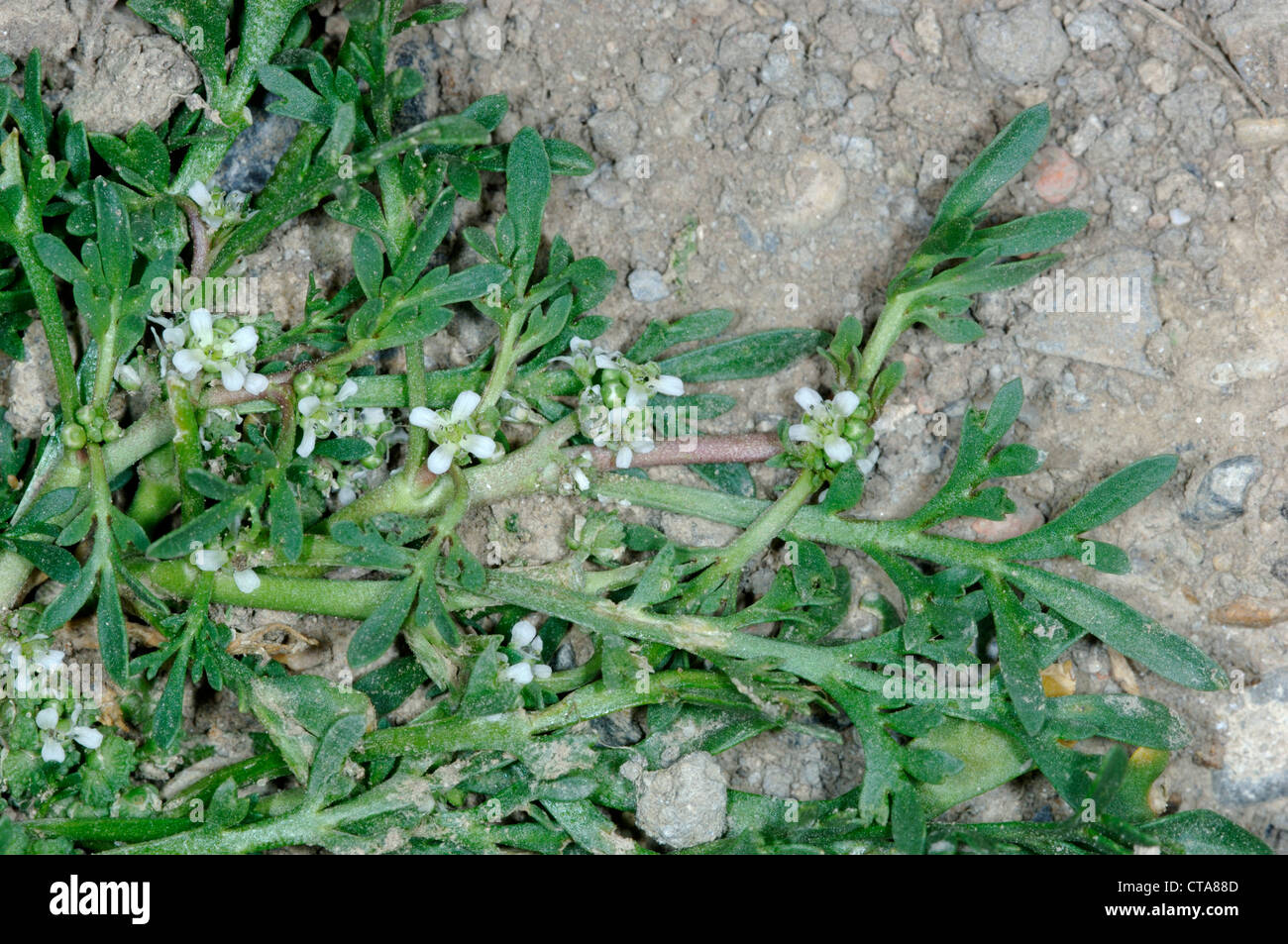SWINE-CRESS Coronopus squamatus (Brassicaceae) Stock Photo