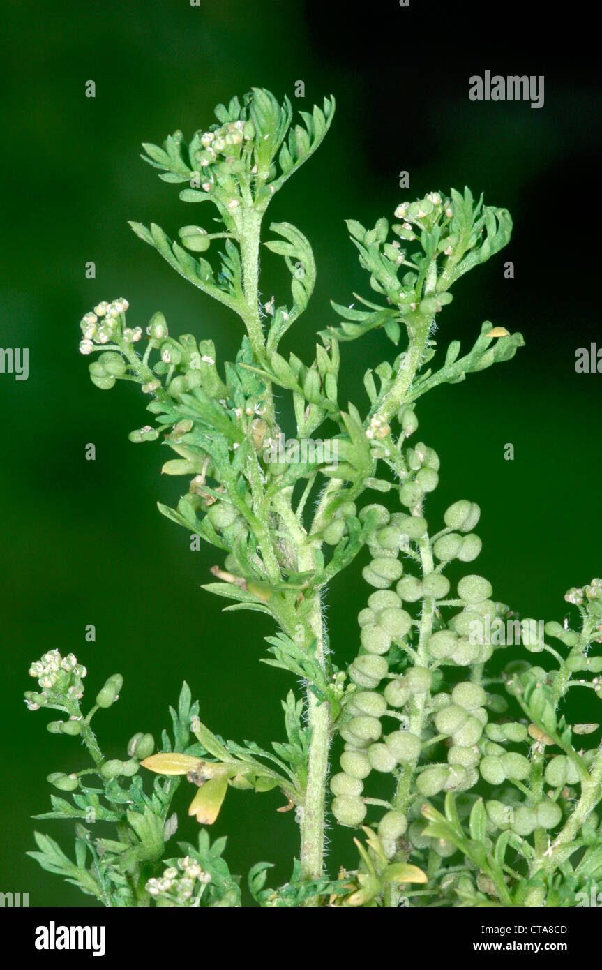 LESSER SWINE-CRESS Coronopus didymus (Brassicaceae) Stock Photo