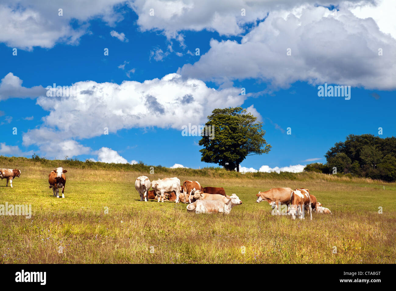 alpine brown cows on pasture under beautiful sky Stock Photo - Alamy