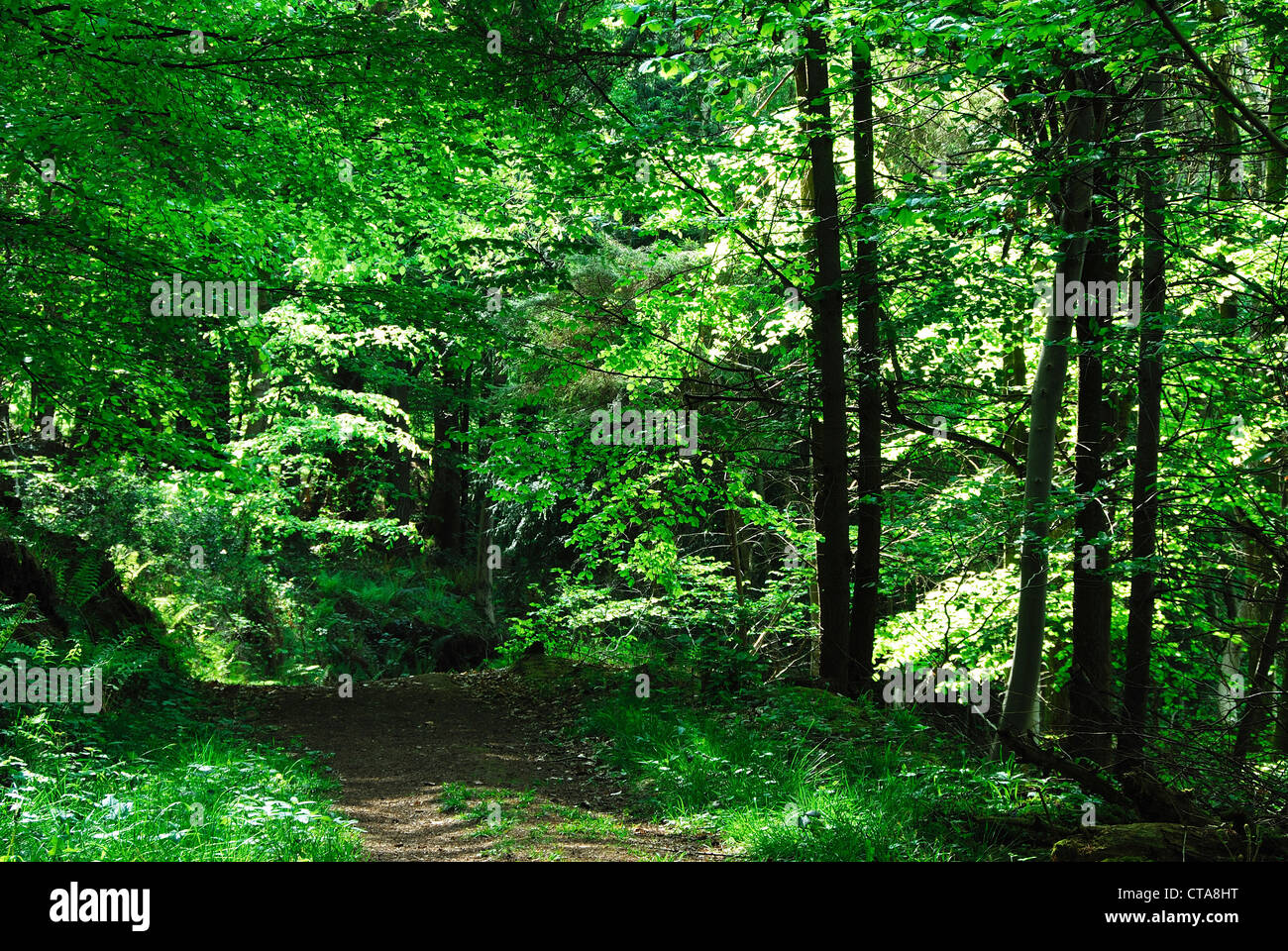 Dolebury Warren Woodland Trust wood, near Churchill, Somerset, UK Stock