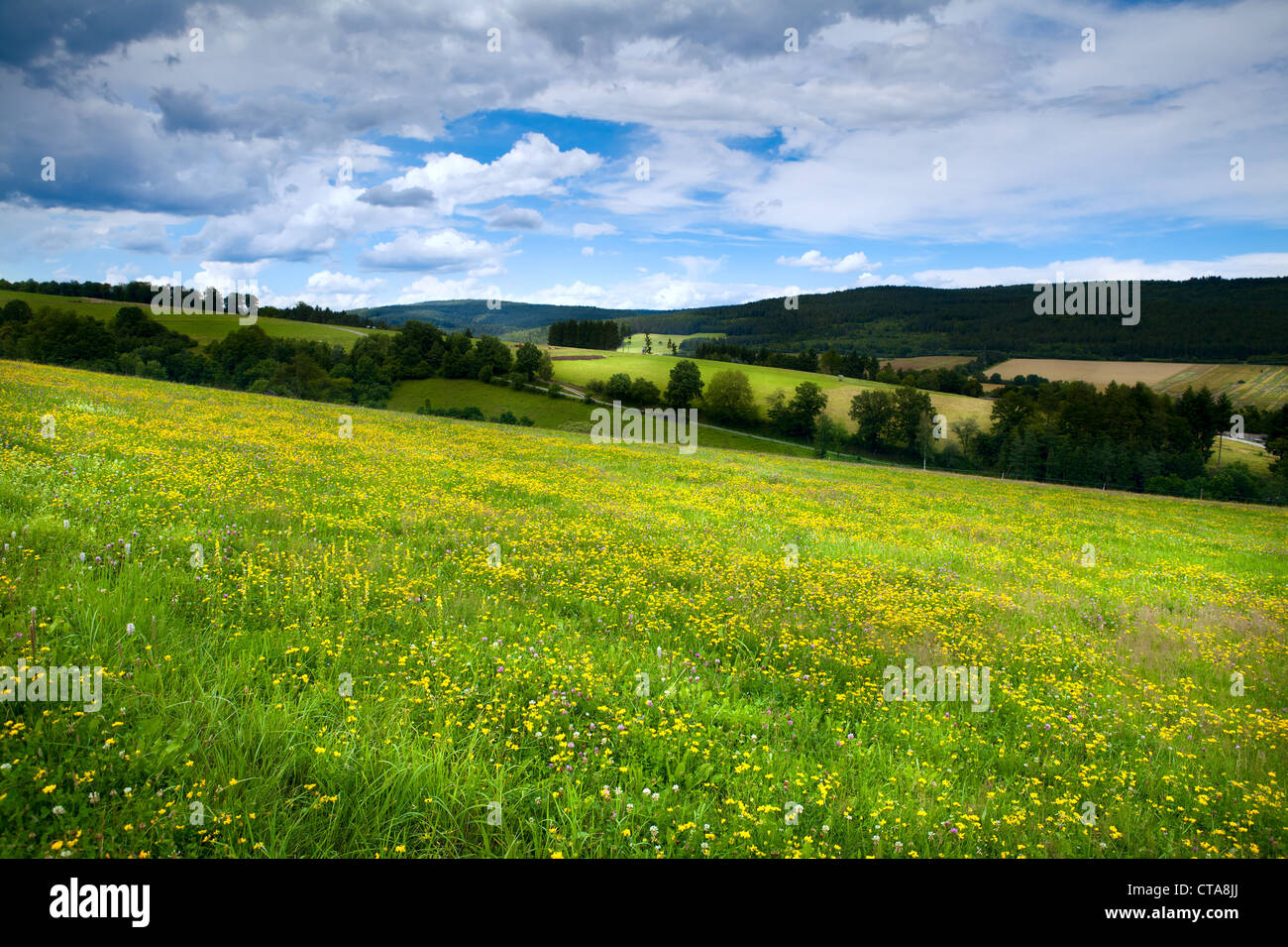 meadows with yellow flowers in alpine meadows in Burgsinn, Bavaria Stock Photo