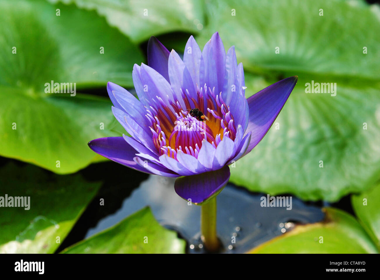 Violet Water Lily Hi res Stock Photography And Images Alamy violet-water-lily-hi-res-stock-photography-and-images-alamy