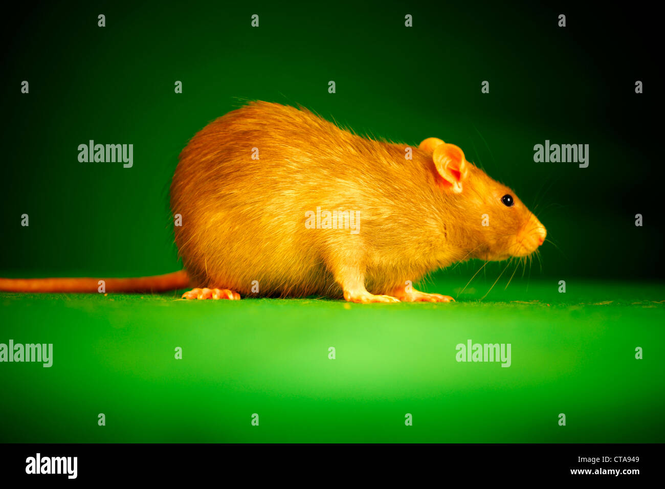 Rat on a green background Stock Photo - Alamy