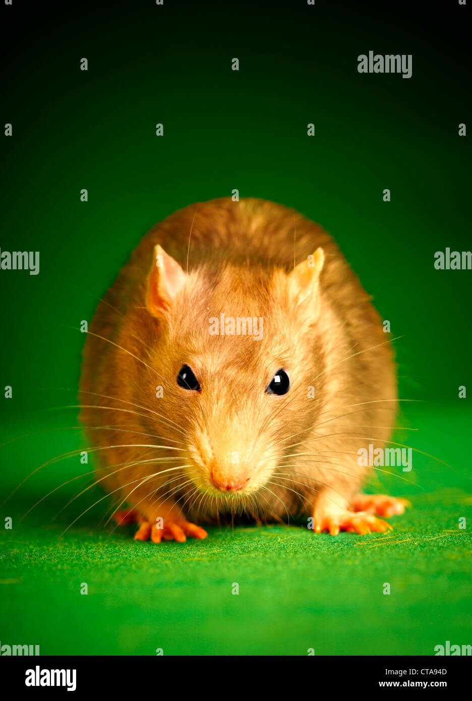 Rat on a green background Stock Photo - Alamy