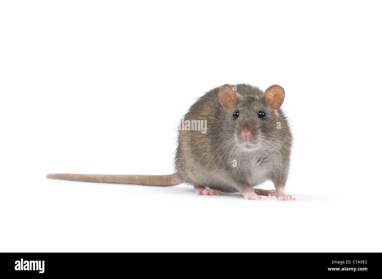 rat isolated on white background Stock Photo - Alamy